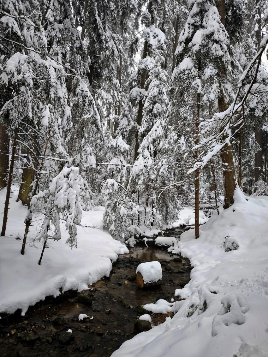 Mountain Studio Asp E63 Borovets Gardens Exterior photo